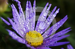 Raindrops on aster