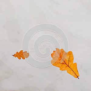 Raindrops and autumn leaves oak floating in clear water in swimming pool, top view