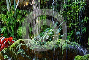 Raindrops on the background of tropical plants