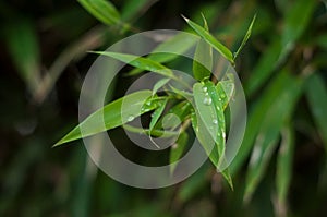 raindrops on bamboo leaves