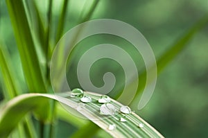 Raindrops on bamboo leaves