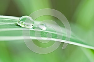 Raindrops on bamboo leaves