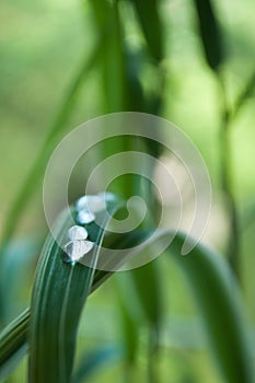 Raindrops on bamboo leaves closeup