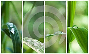 Raindrops on bamboo leaves