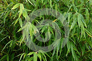 Bamboo Plant Leaves with Raindrops Closeup View