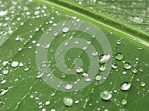 Raindrops on Banana Leaf