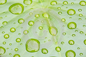 Raindrops on beautiful green lotus leaf
