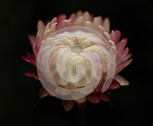 Beautiful white flower (Oil paint effect) photo