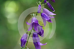 Raindrops on the bell flowers. The summer rains are quickly ending, and the sun is shining again.