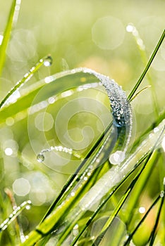 Raindrops on a blade of fresh green grass