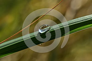 Raindrops on a blade of grass on a moody summer morning