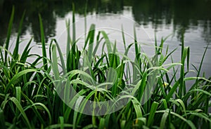 Raindrops on blades of grass