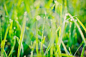 Raindrops on blades of grass