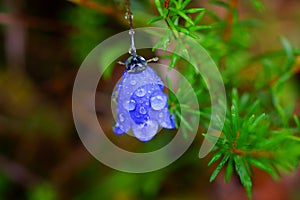 Raindrops on bluebell flower macro