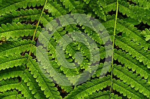 Raindrops And Braken Ferns, Adirondack Forest Preserve, New York photo
