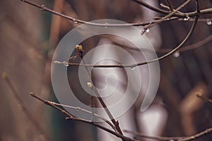 Raindrops on a branch of a leafless tree in close-up in January