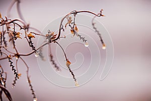 Raindrops on a branch of a leafless tree in close-up in January