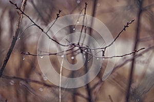 Raindrops on a branch of a leafless tree in close-up in January