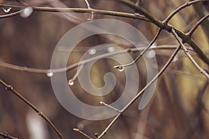 Raindrops on a branch of a leafless tree in close-up in January