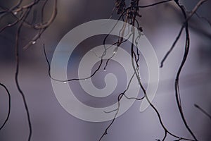 Raindrops on a branch of a leafless tree in close-up in January