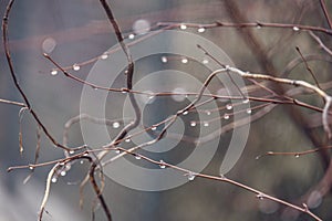 Raindrops on a branch of a leafless tree in close-up in January