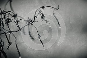 Raindrops on a branch of a leafless tree in close-up in January