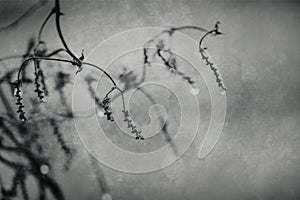 Raindrops on a branch of a leafless tree in close-up in January