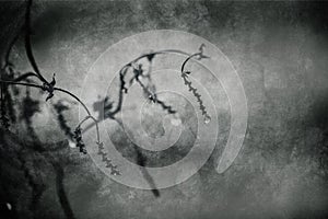 Raindrops on a branch of a leafless tree in close-up in January