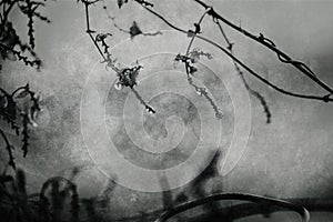 Raindrops on a branch of a leafless tree in close-up in January