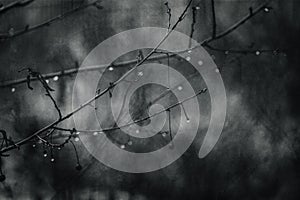 Raindrops on a branch of a leafless tree in close-up in January