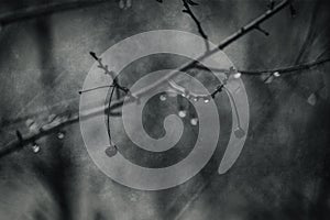 Raindrops on a branch of a leafless tree in close-up in January