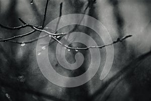 Raindrops on a branch of a leafless tree in close-up in January