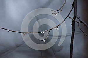 Raindrops on branches in the forest