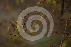 Raindrops on the branches of a tree in the autumn forest