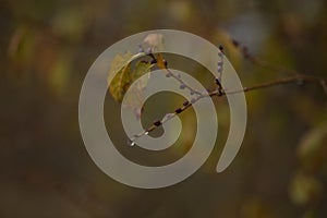 Raindrops on the branches of a tree in the autumn forest