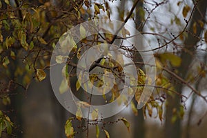 Raindrops on the branches of a tree in the autumn forest