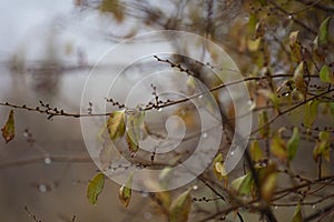 Raindrops on the branches of a tree in the autumn forest