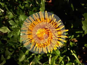 Raindrops on Bright Yellow Dandelion in Sunlight
