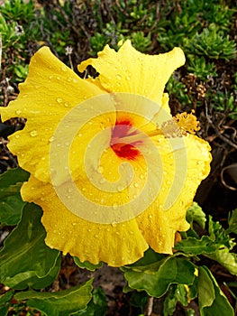 Raindrops on Bright Yellow Hibiscus Flower