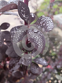 Raindrops on the burgundy leaves of the shrub in spring. Natural background wallpaper