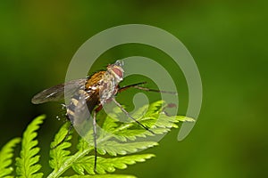 Raindrops caught on a fly