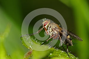 Raindrops caught on a fly