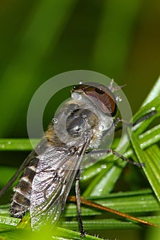 Raindrops caught on a horsefly