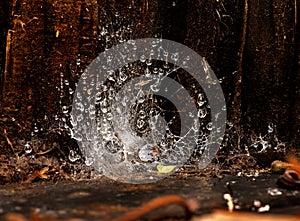 raindrops caught in spider web