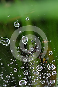 Raindrops caught in spider web