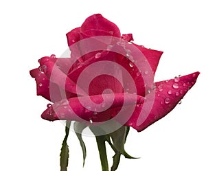 Raindrops on cerise red rose flower stem on white photo