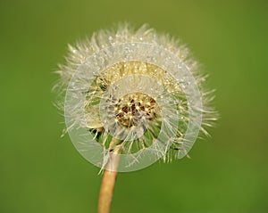 Raindrops clinging to a dandelion seed head