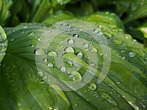 Raindrops close-up on green leaf