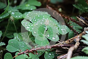Raindrops on Clover