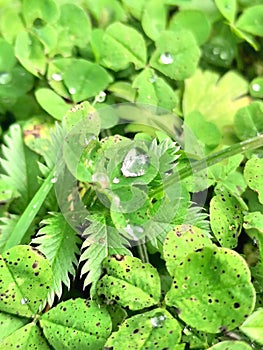 Raindrops on clover
